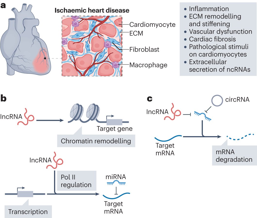 In a new Review, Emanueli and colleagues discuss the potential applications of non-coding RNAs as therapeutic targets and biomarkers in ischaemia #heart disease and heart failure: rdcu.be/dBIHx