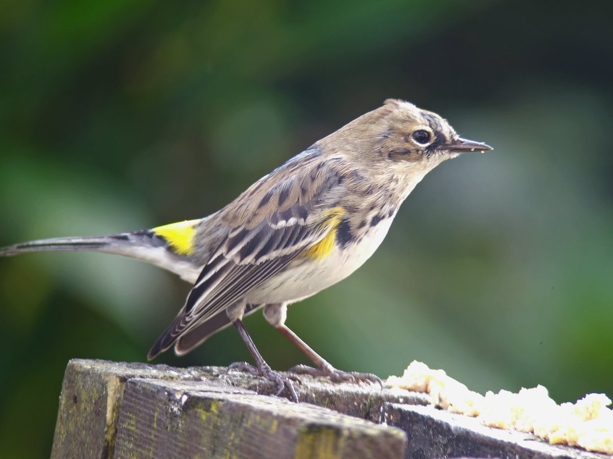 With work just down the road, I had to call in on the fantastic Myrtle Warbler in Kilwinning, had it all to myself in the tiny garden. Thanks to all involved, and don't forget to donate justgiving.com/page/wayne-glo…