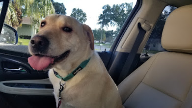 DogsRAngels1's tweet photo. Enough already. Just get this car moving!🐶😋 #tongueouttuesday #dogsoftwitter #moveitmoveit https://t.co/lnkHk5AGvO