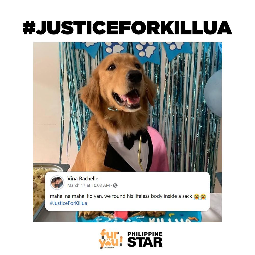 keybummer's tweet photo. Dogs deserve nothing but love, kindness and happiness! How can people be so cruel 😭💔

#justiceforerika 
#justiceforkillua https://t.co/IAjysdnJQC