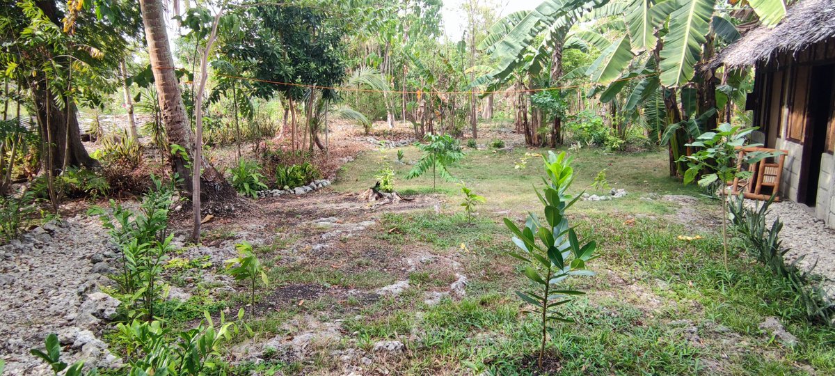 It has been relentlessly hot, dry and windy here with 3 days of brief rain so far this year. I'm applying 50,000 litres of water a month to keep stuff alive. I've had a few failures but it's not too bad. Watering at night was a big discovery and things look better than this now.