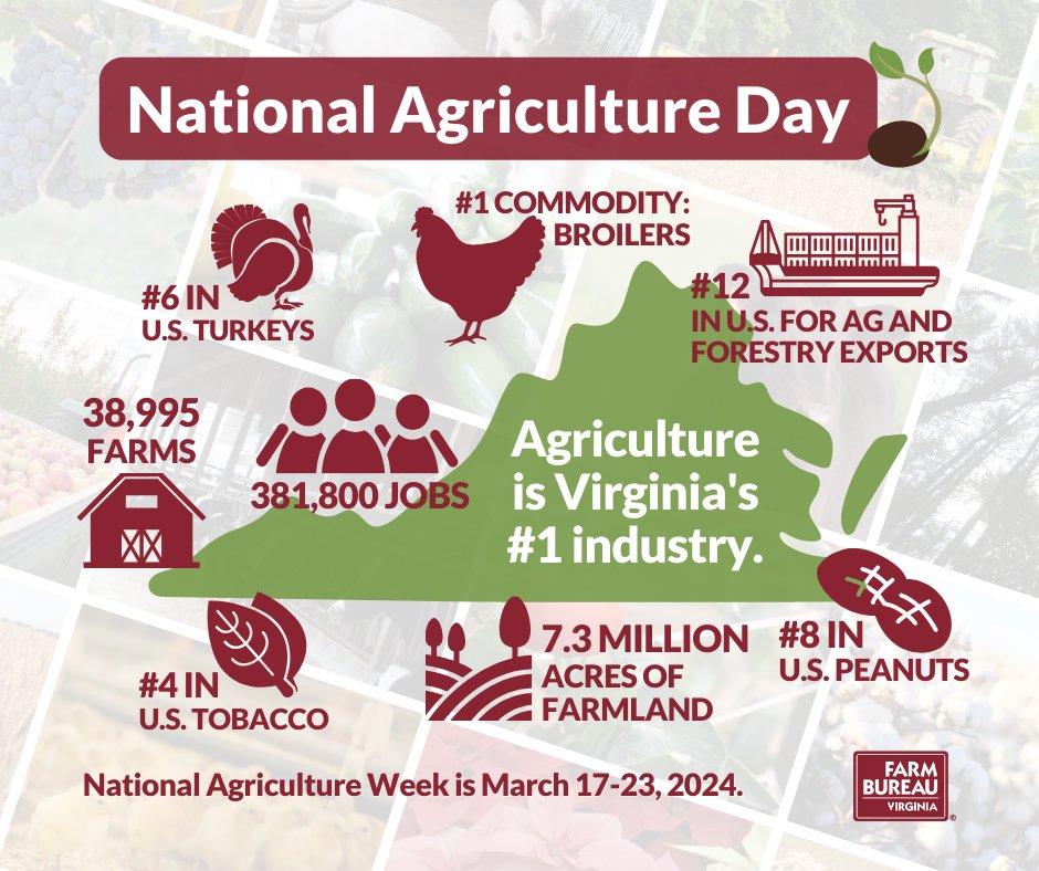 It’s #NationalAgDay! We’re celebrating this week by sharing #AgFacts highlighting the importance of Virginia’s leading industry. 

#AgDay24 #NationalAgWeek #NationalAgricultureDay #VirginiaFarmBureau #LoveVaAg