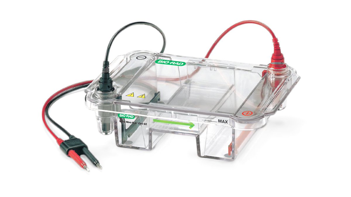 #Molbio folks - our new @BioRad electrophoresis system is very low quality and keeps breaking (we bought 2 systems already in 2 years). Can you guys recommend alternatives that are robust and worked well for you for years? I am sick of things not lasting 😐😐😐