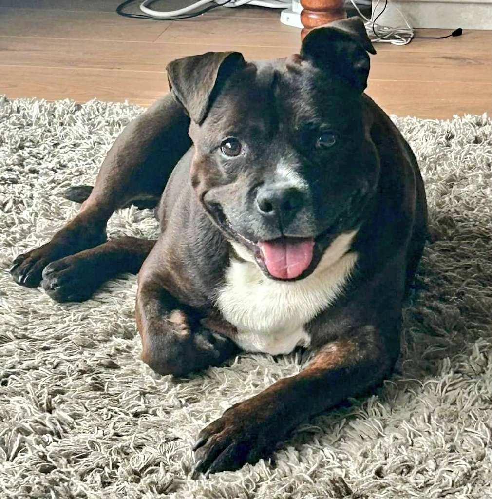 Good morning Staffy Lovers! Here's our handsome fella Mikey, checking in to let you know he's recovering well from his little op and will soon be looking for his pawfect furever home 🏡 He's a fab little fella who enjoys his home comforts and has settled well in Foster 😍♥️🐾