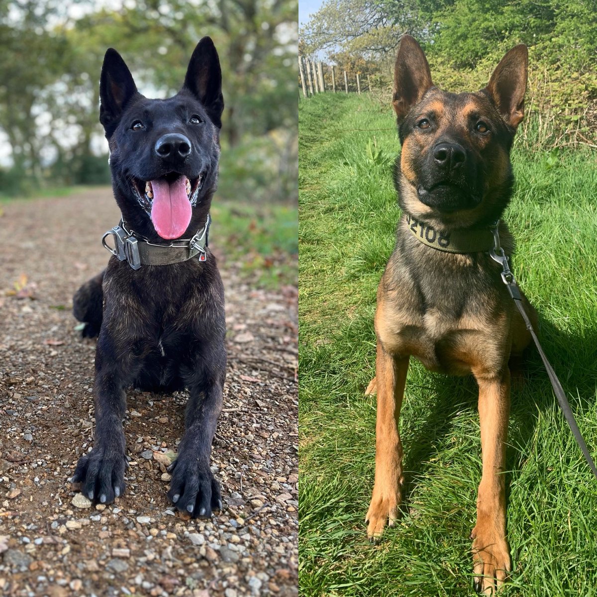 Teamwork is dreamwork! PDs Kratos and Arlo pounced on two burglars caught in the act whilst breaking into a premises last night, along with @NWPRPU, @CheshNWalesAAP, @NWPDrones and @NWPDenbighCoast. Two in custody #GreenTeam #PDKratos #PDArlo