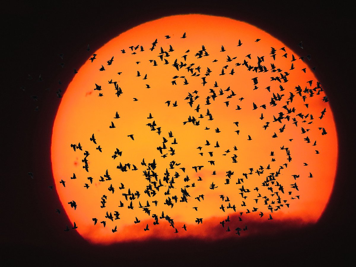 Birds use valleys and passes to cross the Alps A team @UZH_Science & @Vogelwarte_scie monitored how migratory birds cross the Swiss #Alps with year-round radar measurements - with important implications for the protection of migratory birds. geo.uzh.ch/en/events/feat… #ornithology