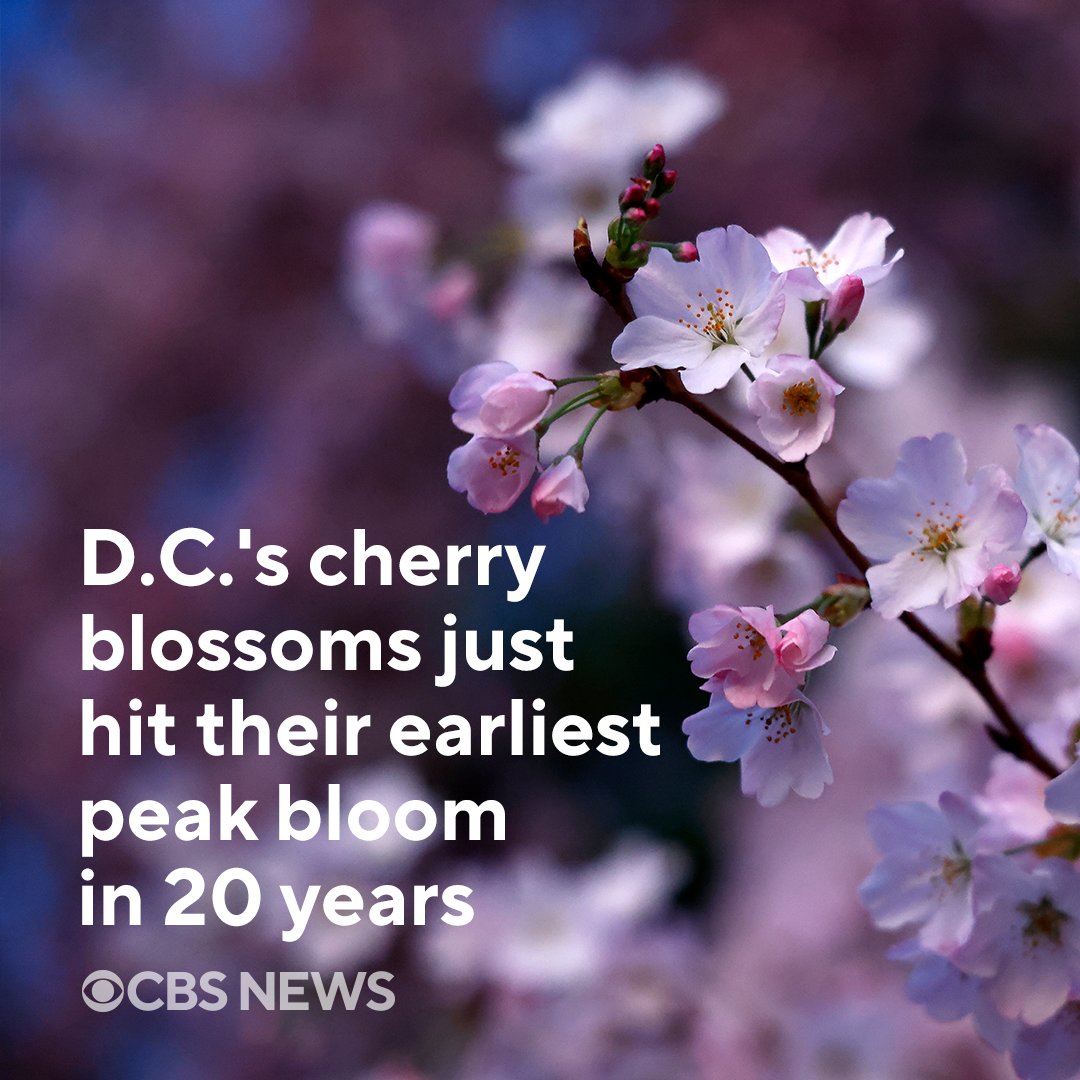 The iconic pink and white blossoms that transform Washington, D.C. at the beginning of spring have officially hit their peak bloom. It’s one of the earliest days it’s happened in the area on record – and experts say it will likely keep shifting earlier. cbsn.ws/3VpG7G6