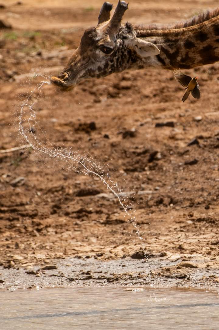 wasafi_tours's tweet photo. 3 days Masai Mara Safari starting from USD 390 per person sharing 

3 DAYS MASAI MARA GROUP JOINIG SAFARI 2024 

3 days Masai Mara 
Mara budget Kes 18,000 non resident USD 390 ⛵ 

Contact us 
📞 : 0700257116
WhatsApp 0700257116 https://t.co/W0w7JTsUP3