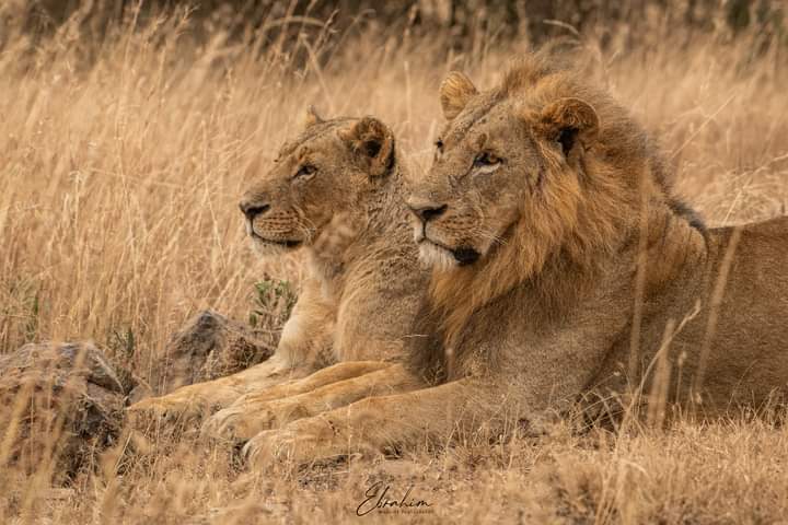 wasafi_tours's tweet photo. 3 days Masai Mara Safari starting from USD 390 per person sharing 

3 DAYS MASAI MARA GROUP JOINIG SAFARI 2024 

3 days Masai Mara 
Mara budget Kes 18,000 non resident USD 390 ⛵ 

Contact us 
📞 : 0700257116
WhatsApp 0700257116 https://t.co/W0w7JTsUP3