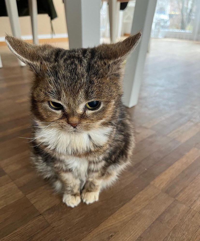 i just came across this picture of this cat with ears bigger than its body and i am Losing it