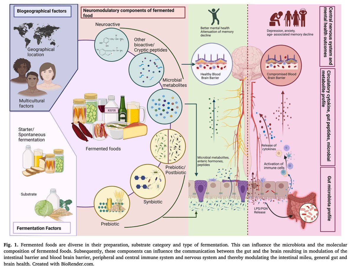 #Fermented foods: Harnessing their potential to modulate the #MicrobiotaGutBrainAxis for #MentalHealth‼️#DGBIs “Long is the calm brain active in creation; Time, only, strengthens the fine fermentation” #JohannWolfgangvonGoethe @RamyaBalasubr13 @jfcryan👏 👉sciencedirect.com/science/articl…