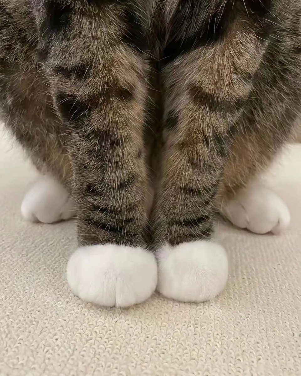 catsbeingweirds's tweet image. 