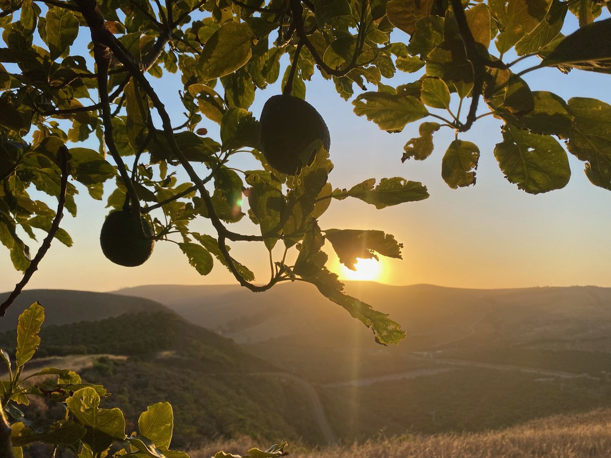 Spring's in the air, and so is California Avocado Season!💚 Alongside the green wave, we celebrate #NationalAgricultureDay, embracing the sustainable roots of our 🥑🥑🥑, boasting @CCOForganic and @FairtradeMarkUS certifications. Here's to a season of conscious, delicious eating!