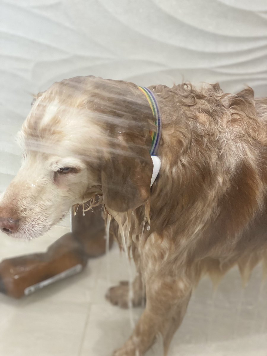 SpanielsSuper's tweet photo. Gino the groomer is coming tomorrow for our Spring Clip
Mum gave us a #Baff
I pretend I don’t like it….
But the hot water
The conditioner massage
The towelly time
The #PostBaffSnack
#ItsAllWonderful
#RonnieLovesBaffs https://t.co/eaPGFNkqNH