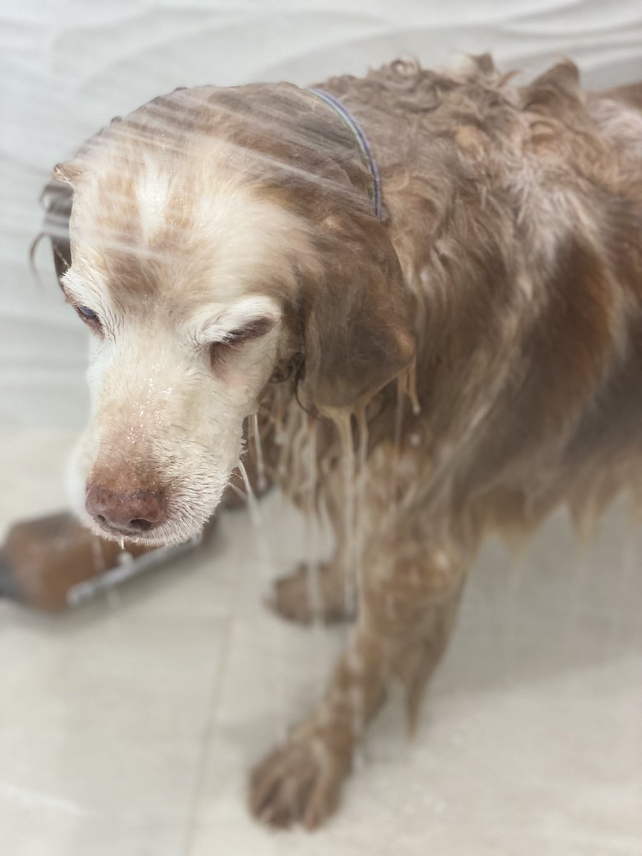SpanielsSuper's tweet photo. Gino the groomer is coming tomorrow for our Spring Clip
Mum gave us a #Baff
I pretend I don’t like it….
But the hot water
The conditioner massage
The towelly time
The #PostBaffSnack
#ItsAllWonderful
#RonnieLovesBaffs https://t.co/eaPGFNkqNH