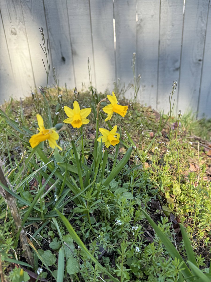 TemporaryWaffle's tweet image. One of my favorite signs that Spring is almost here 😍 Daffodils are one of the most common flowers you will find along the side of the road, but I love them and Poppys so much 💛🧡
.
#springisonitsway #daffodils #flowers #springflowers #spring #daffodilseason #roadsideflowers