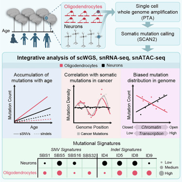 thmonk_pf's tweet photo. 1細胞genom sequenceとbioinformaticsを用いNeuron(N)とOligodendroglia(O)の老化に伴うgenom変異を検証
OとNでは変異蓄積率/分布が異なる
OはDNA複製、Nは転写が変異の主体
Oの変異傾向はgliomaに類似し変異が腫瘍発生に関与する可能性
OA
#somatic_mutation
#papers
https://t.co/59vK2sn6yz https://t.co/zGeSgdIUTR