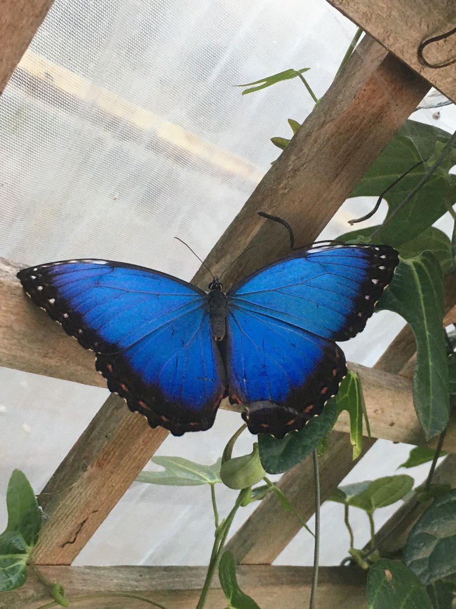 Blue butterfly 🦋