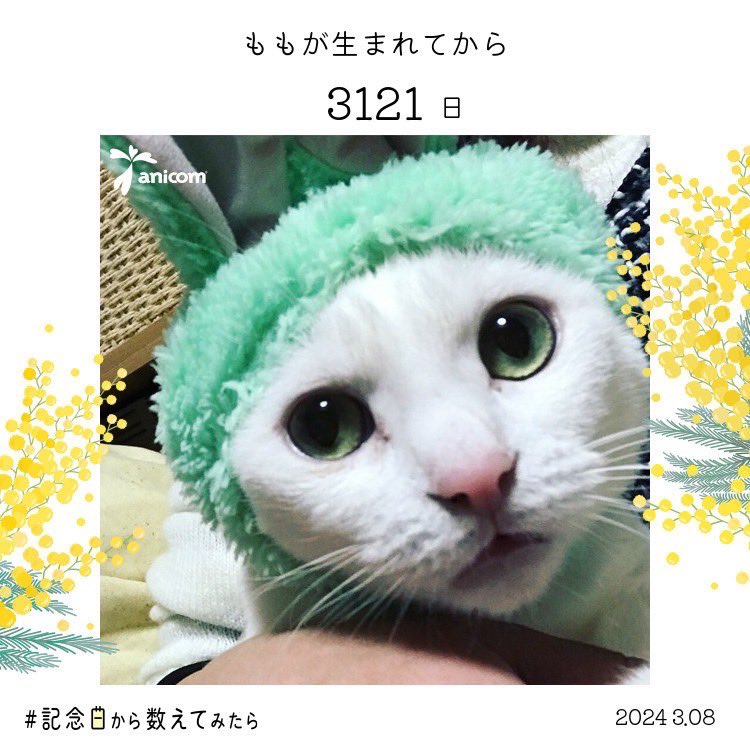 ynynyn27's tweet photo. 飼ってる猫が免疫介在性血液疾患
にかかってしまい大至急、輸血が必要です😭
血液型がB型で珍しく1割しかいないため探すのが困難です。神奈川県、もしくは関東の方、どうかお力を貸してください。

拡散からご協力お願いします。

#拡散希望
#猫
#B型猫
#輸血
#ドナー
#拡散 https://t.co/ZlMFifhU4P