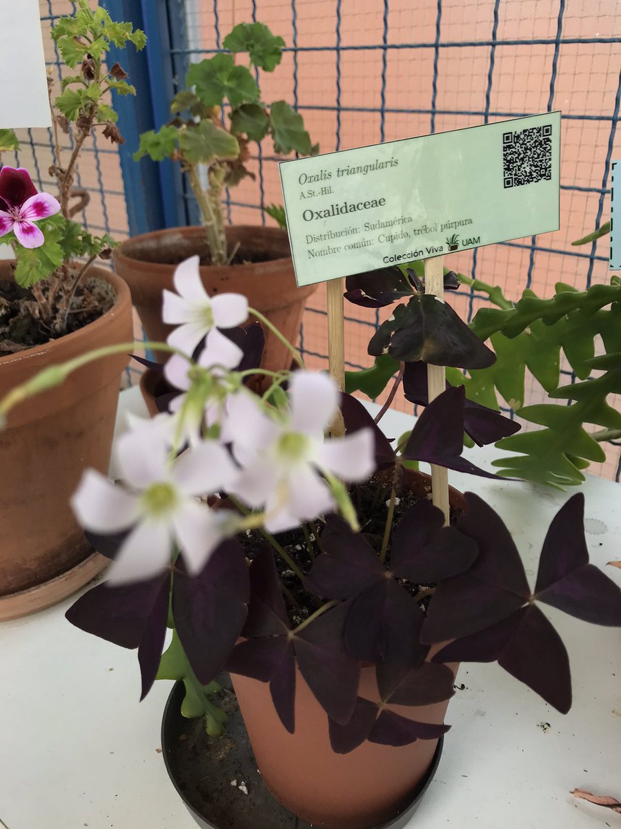 Oxalis triangularis nos informa de que la primavera está llegando al pasillo de la Colección Viva!