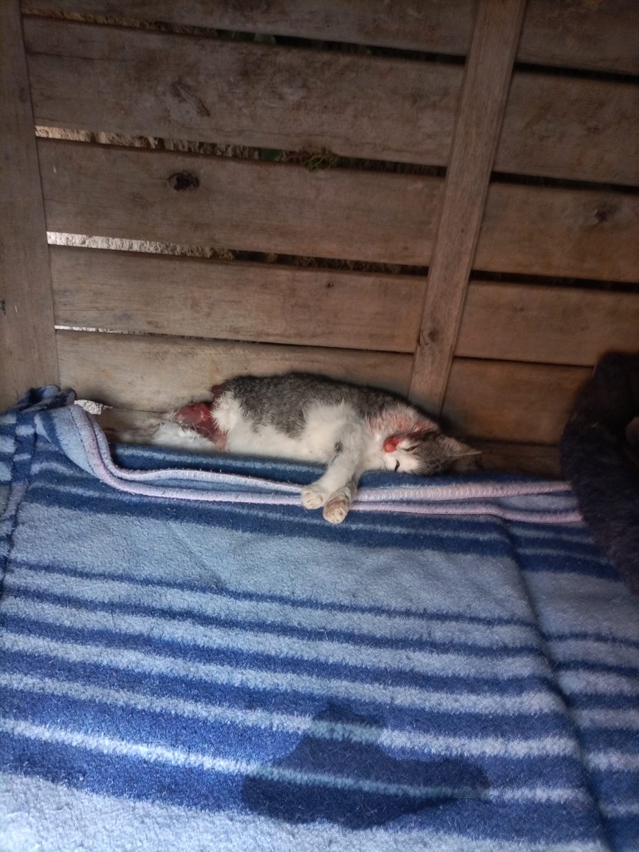 1/2 #Omellons #XarxaAnimalistaCatalunya #FemXarxa 
AIXÍ ES COMPLEIX LA LLEI DE BENESTAR ANIMAL ALS OMELLONS
Desembre 2023 van aparèixer  2 gats morts amb signes de violència i 5 dies després un gat esquarterat Es va posar denùncia als Mossos d'Esquadra i als 2 dies tanquen el cas