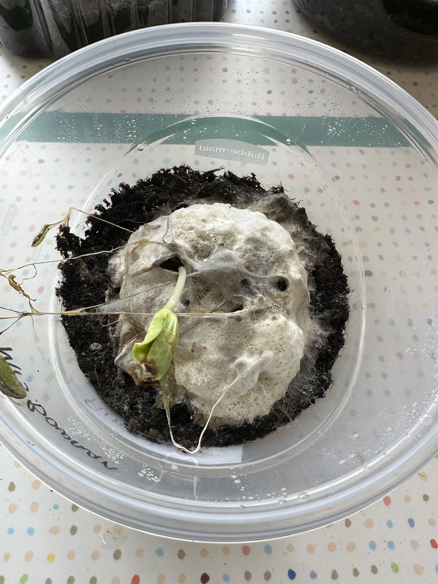 Our Pumpkin Jacks are coming back! This year we started our Jacks mid-November to help with a later planting timeframe.  We are excited to watch them grow! 🌱🌱 #TheEES #AmericasSchool #KinderSTEM <a href="/FarmBureau/">American Farm Bureau</a> #AgInTheClassroom