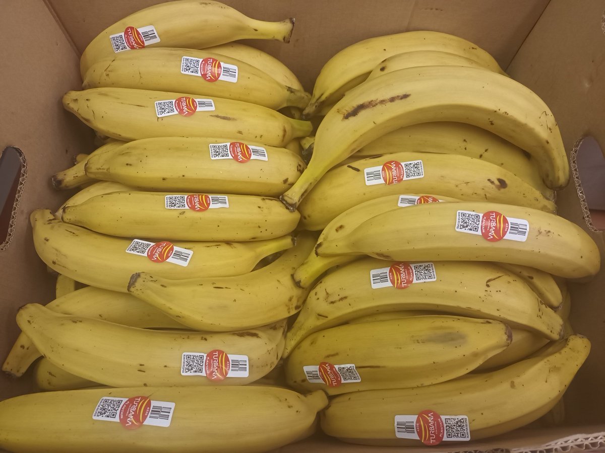 StokeyFood's tweet photo. 🤔Musa Paradisiaca
Plantain is NOT a banana 👉 family.
It's a fruit.
Fry, boil, chips, drinks..
Antioxidents🎯free radicals
Potassium, magnesium, fibre, Vit C, B6 for 💚  &amp; immunity.  #thanks @CaritasWestm @CityHarvest_LDN
@DWPgovuk @hackney @felixprojectuk https://t.co/4JTjvWgxMr