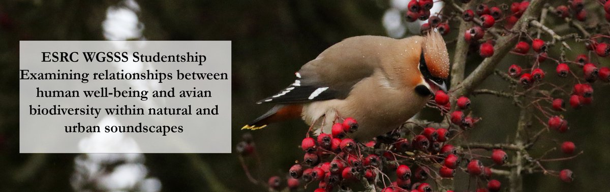 A very exciting PhD opportunity available here at Bangor @BangorSNS with @BTO_Cymru on soundscapes of birdsong and human wellbeing! The deadline to apply is Sunday, 21 April. Learn more about this project and apply here: tinyurl.com/AvianSoundscap… @BESConservation