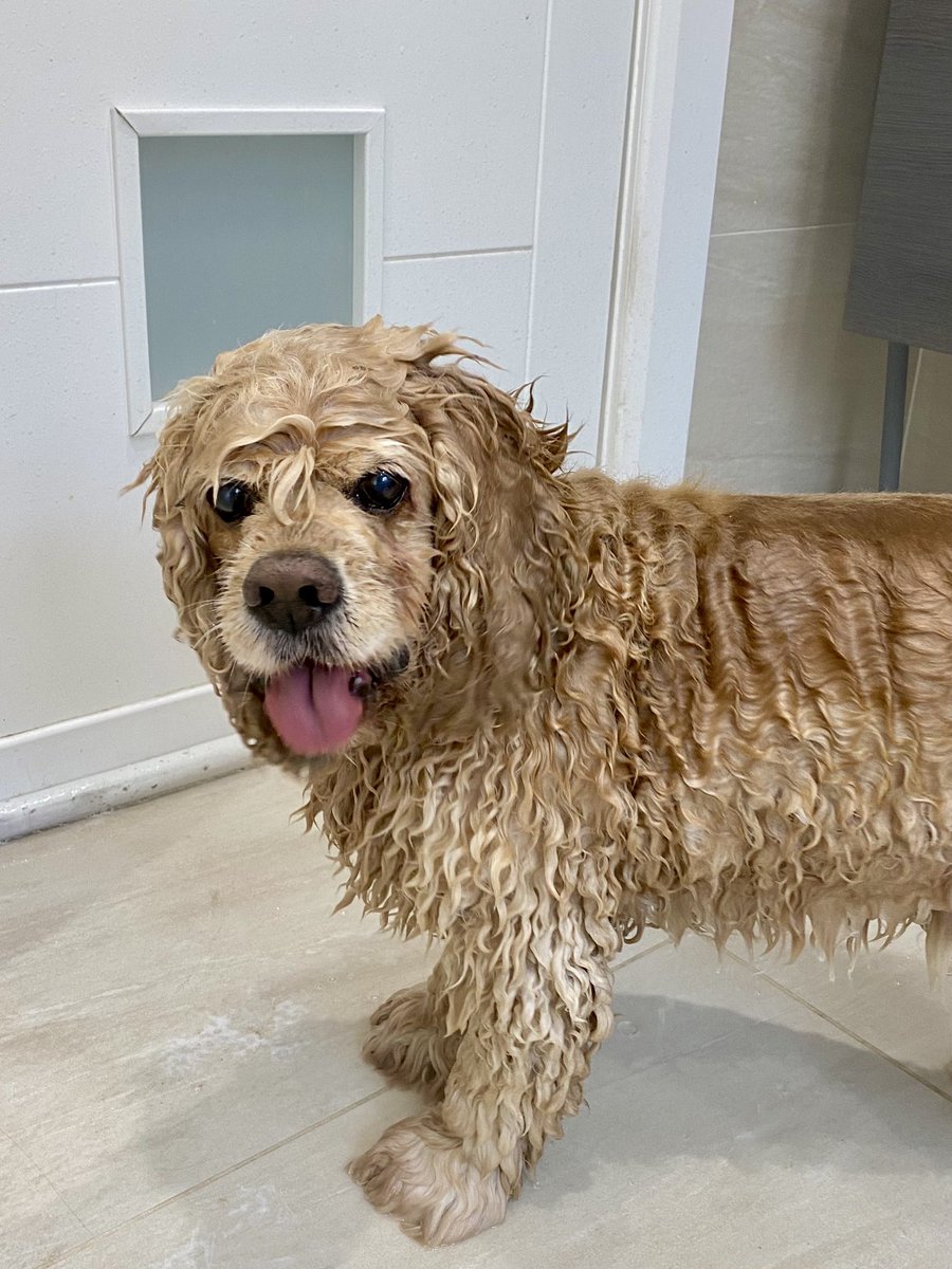 SpanielsSuper's tweet photo. Ronnie might love #Baffs ?
I’m not too keen on them
I tried to escape, but mum had shut the door 😤
I like the hot water bit & the massage bit…. I don’t mind the conditioner bit, the towel time was ok too
#PostBaffSnack was delicious
I’m just not too keen on #Baffs #NotForMe https://t.co/wB8CFCH6CV