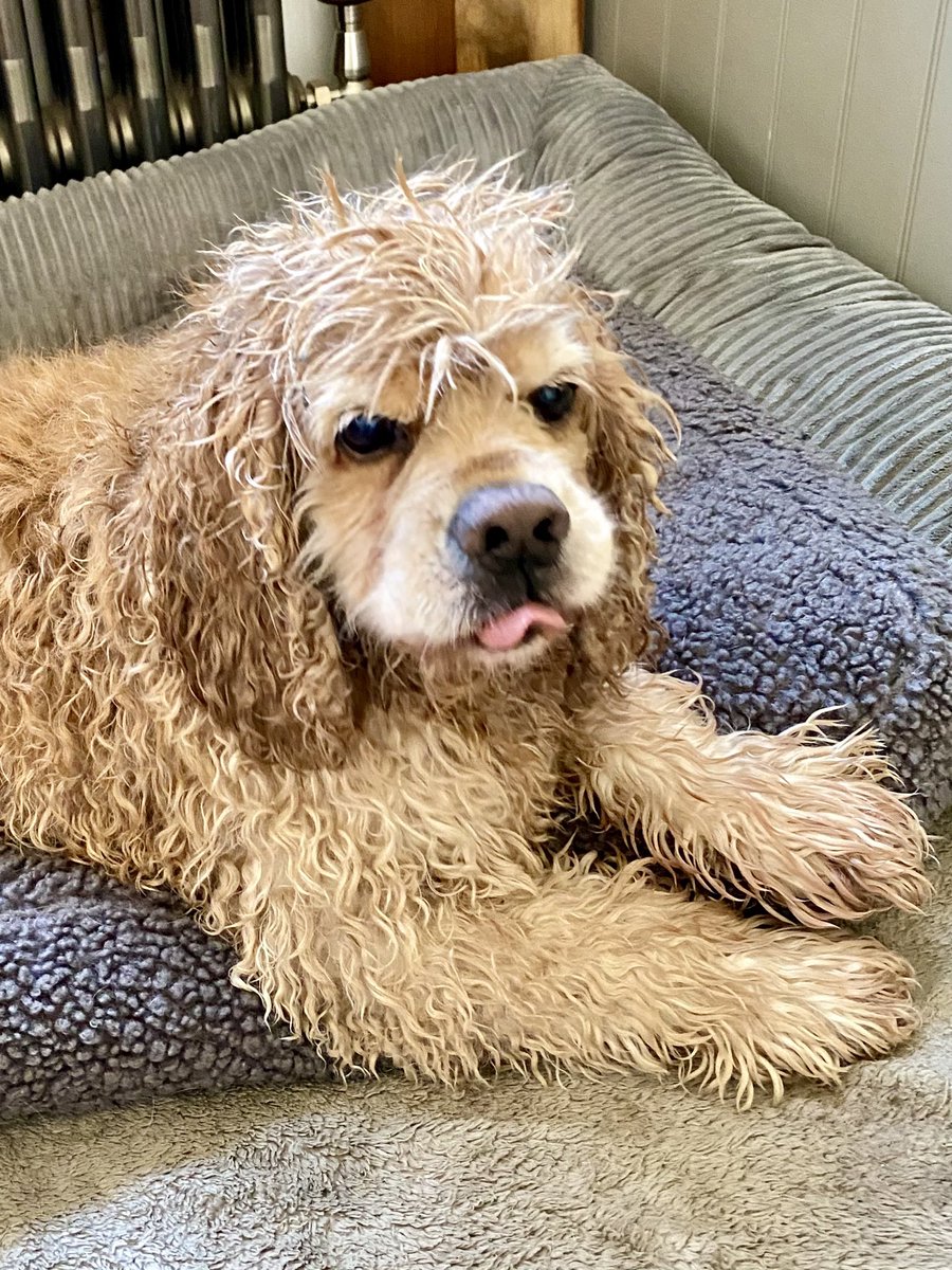 SpanielsSuper's tweet photo. Ronnie might love #Baffs ?
I’m not too keen on them
I tried to escape, but mum had shut the door 😤
I like the hot water bit & the massage bit…. I don’t mind the conditioner bit, the towel time was ok too
#PostBaffSnack was delicious
I’m just not too keen on #Baffs #NotForMe https://t.co/wB8CFCH6CV