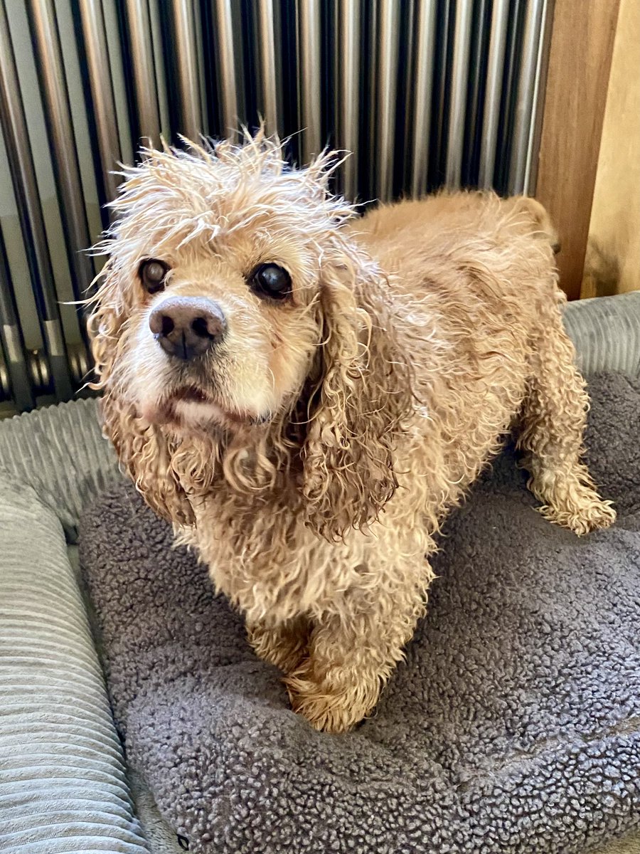 SpanielsSuper's tweet photo. Ronnie might love #Baffs ?
I’m not too keen on them
I tried to escape, but mum had shut the door 😤
I like the hot water bit & the massage bit…. I don’t mind the conditioner bit, the towel time was ok too
#PostBaffSnack was delicious
I’m just not too keen on #Baffs #NotForMe https://t.co/wB8CFCH6CV
