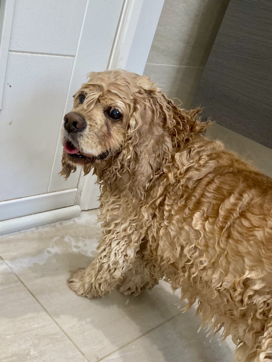 SpanielsSuper's tweet photo. Ronnie might love #Baffs ?
I’m not too keen on them
I tried to escape, but mum had shut the door 😤
I like the hot water bit & the massage bit…. I don’t mind the conditioner bit, the towel time was ok too
#PostBaffSnack was delicious
I’m just not too keen on #Baffs #NotForMe https://t.co/wB8CFCH6CV