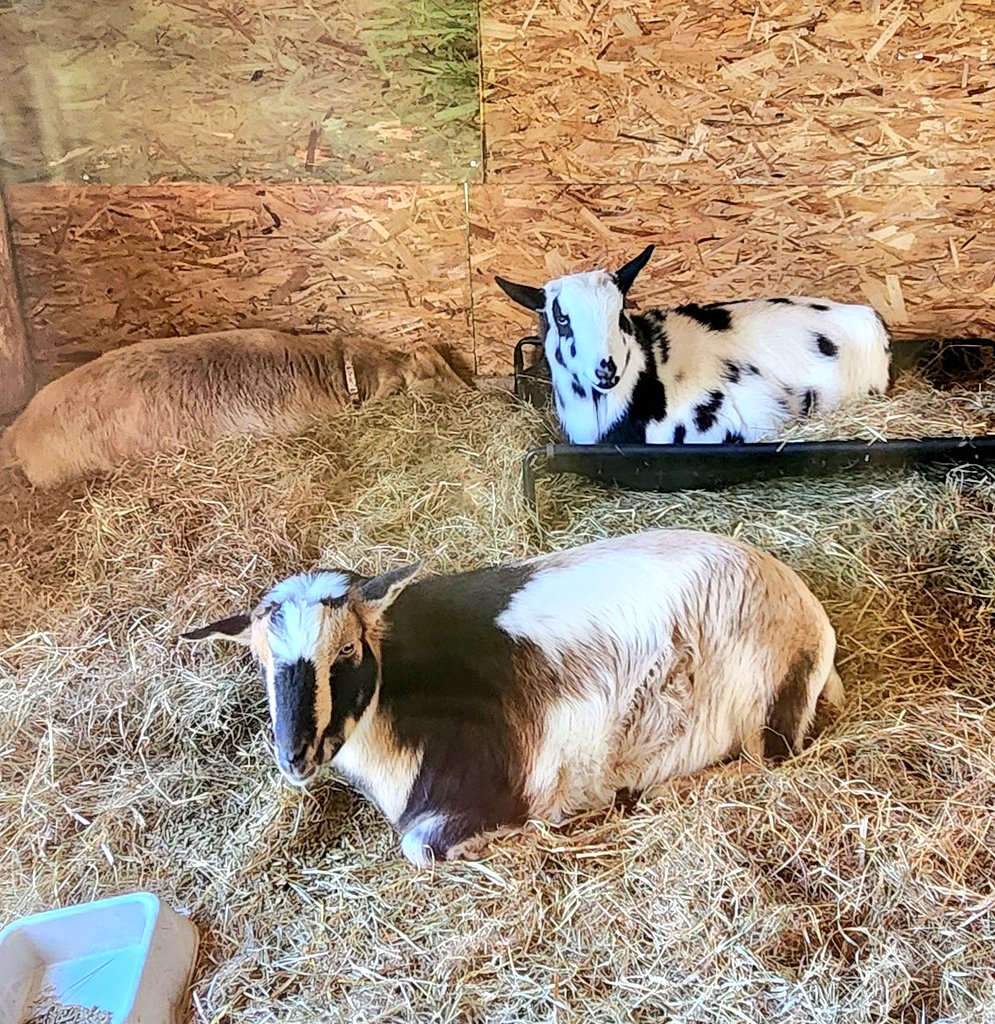 🐐Winston🌈Thatcher🌈Domino, Walnut, Jasper🐐 tweet media