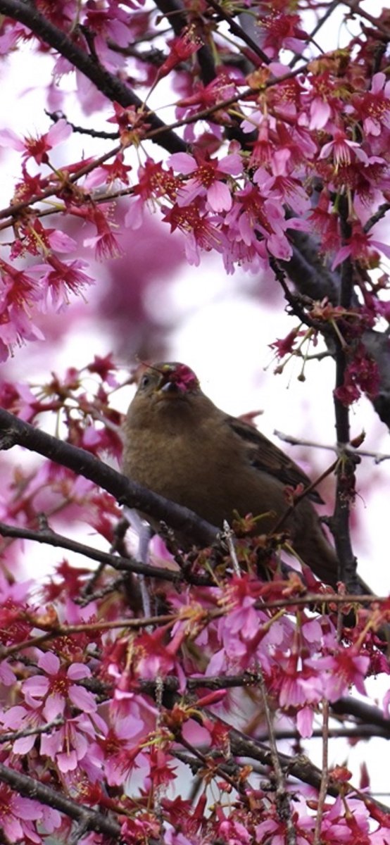 03/18/24 It was such a beautiful day to watch our birds enjoying the blooms and greenery that this spring has to offer . #birdcpp