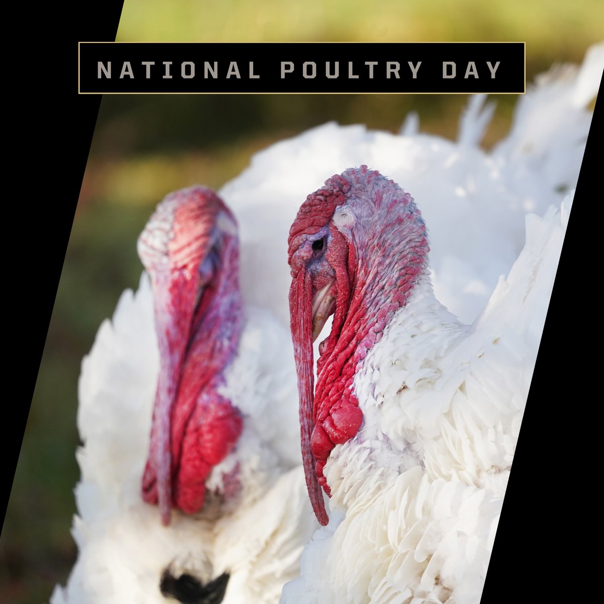 In addition to National Ag Day, today is also #NationalPoultryDay 🦆🐔🦃 #PurdueANSC thanks everyone in the poultry industry for your hard work!