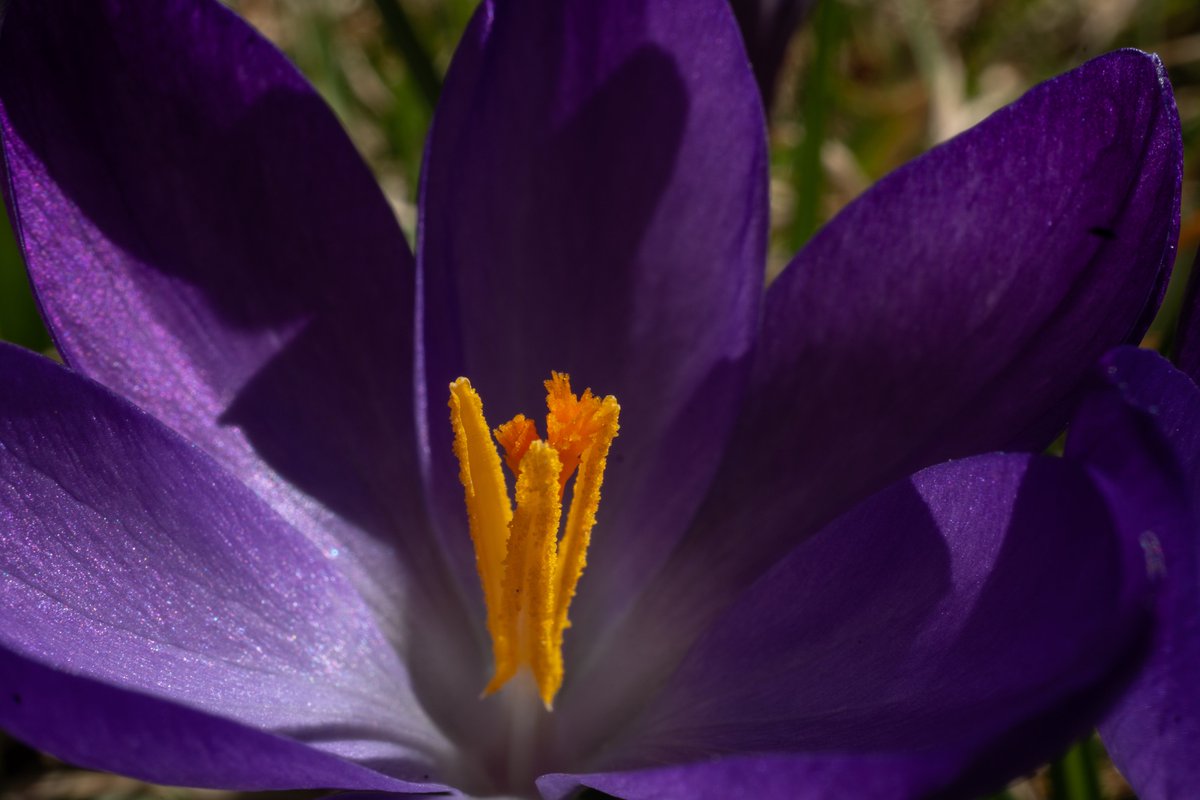 Spring not only breathes life into the plants, it also breathes life into me! Available here linda-howes.pixels.com/featured/delig… #Flowers #flower #Crocus #stamen #flora #floralArt #beauty #spring