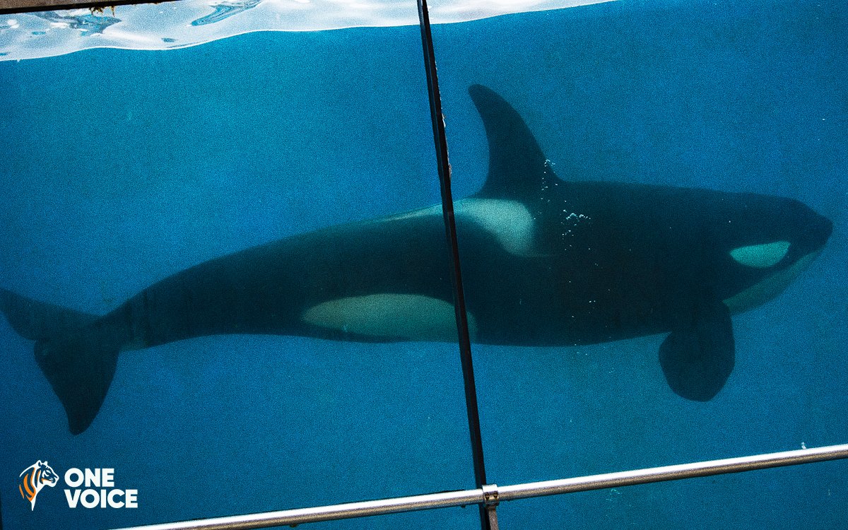 Soon, Wikie, Inouk and Keijo will again be on public display at Marineland, France. The new show 'Ultimate' is ambiguous, as this will be the last orca show.  Their final destination - in captivity elsewhere, or given the the opportunity to retire to a sanctuary. Time will tell.