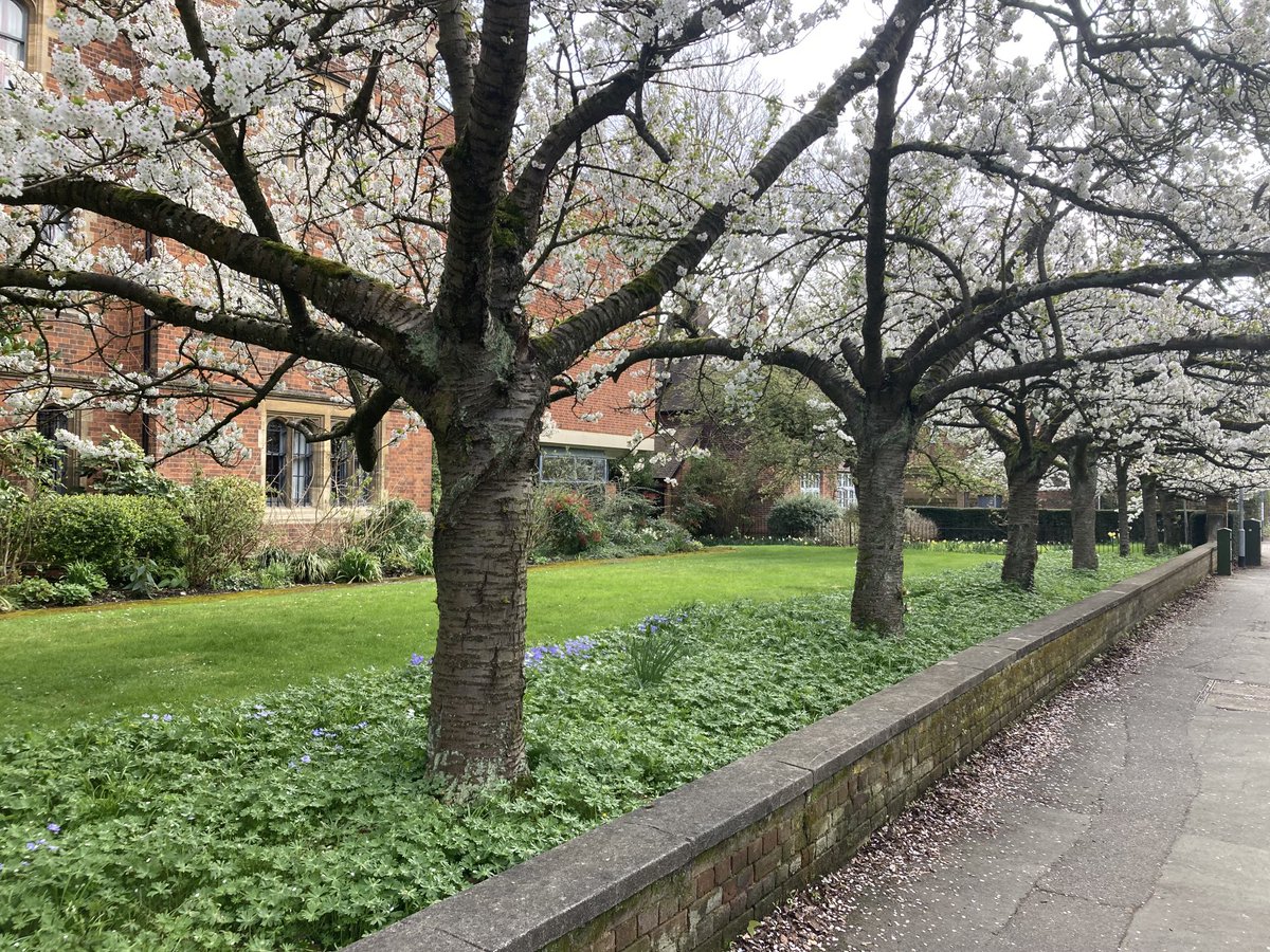 Hello ⁦@PhilCorlett1⁩ - was cycling past your old college this afternoon - the blossom is out and it looked lovely so I thought I’d take a picture for you (sadly the pic does it no real justice)