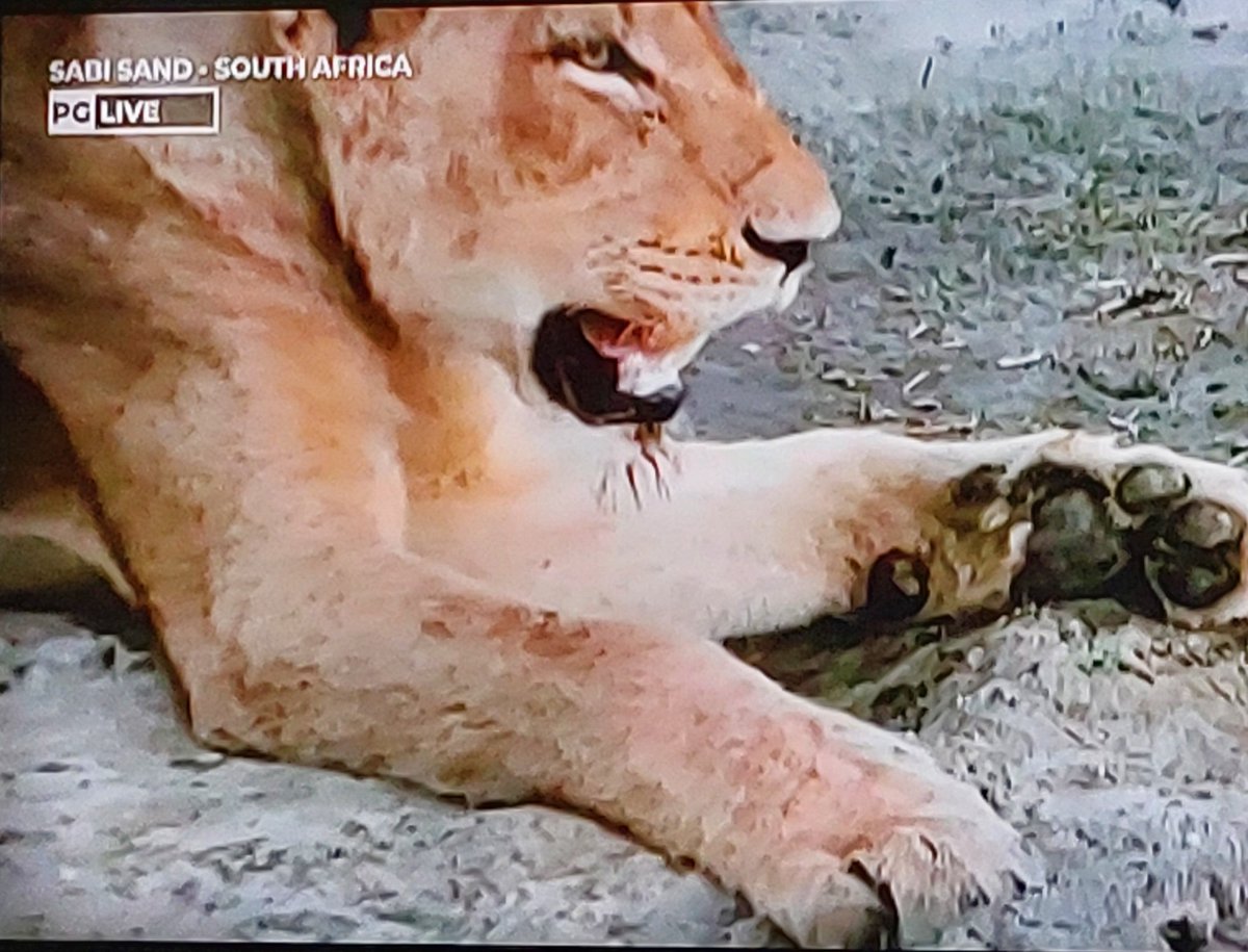 Butterflyfinder's tweet photo. I love how his is relaxed #wildearth https://t.co/g3kmi96Jd7