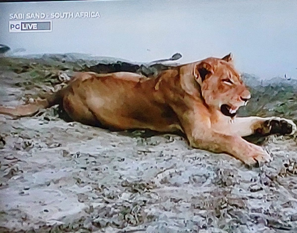 Butterflyfinder's tweet photo. I love how his is relaxed #wildearth https://t.co/g3kmi96Jd7