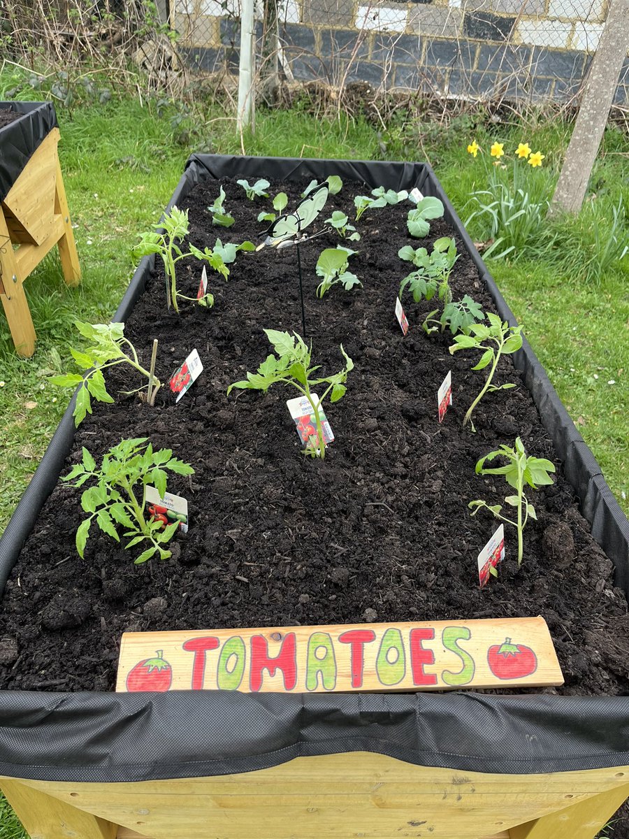 🌱💪 Today, the green thumbs @BrookfieldSM3 have been in full bloom! From beetroot to broccoli, onions to herbs, our little gardeners have been planting and nurturing growth. Here's to a season of flourishing veggies and fragrant herbs! 🥕🧅 #GreenFingers