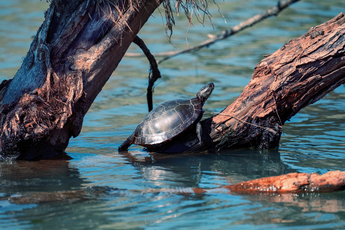 Painted Turtle