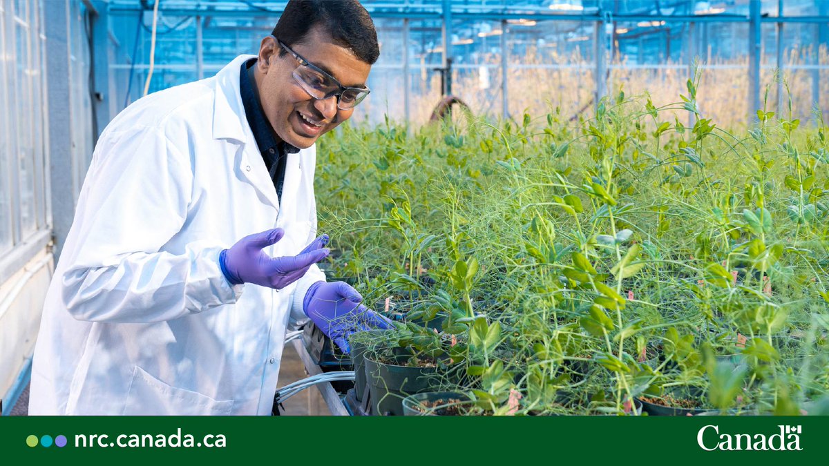 NRC_CNRC's tweet photo. True hap-pea-ness is knowing #NRCAgResearch @UCalgary and partners are improving climate resilience in field pea crops that are high in protein, low in nitrogen and of greater value to the Canadian economy.  

https://t.co/XSLQfpSwfN #NationalAgDay @GenomeCanada https://t.co/A8boYgVzoA
