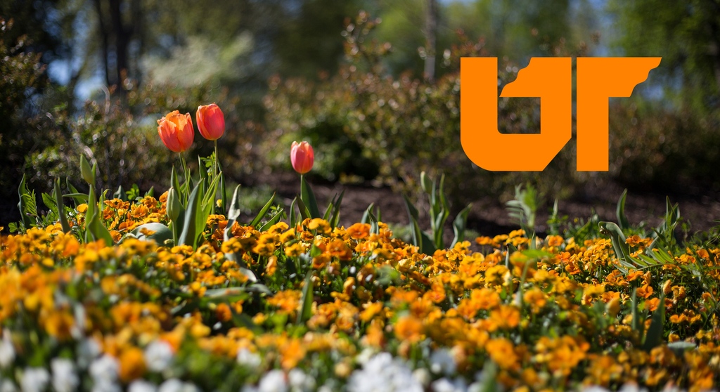 Happy first day of spring! A new season = a new issue of Our Tennessee is in the works. 😉 While you wait for new stories in the Spring 2024 issue, you can catch up on previous issues: our.tennessee.edu/issue-archive/