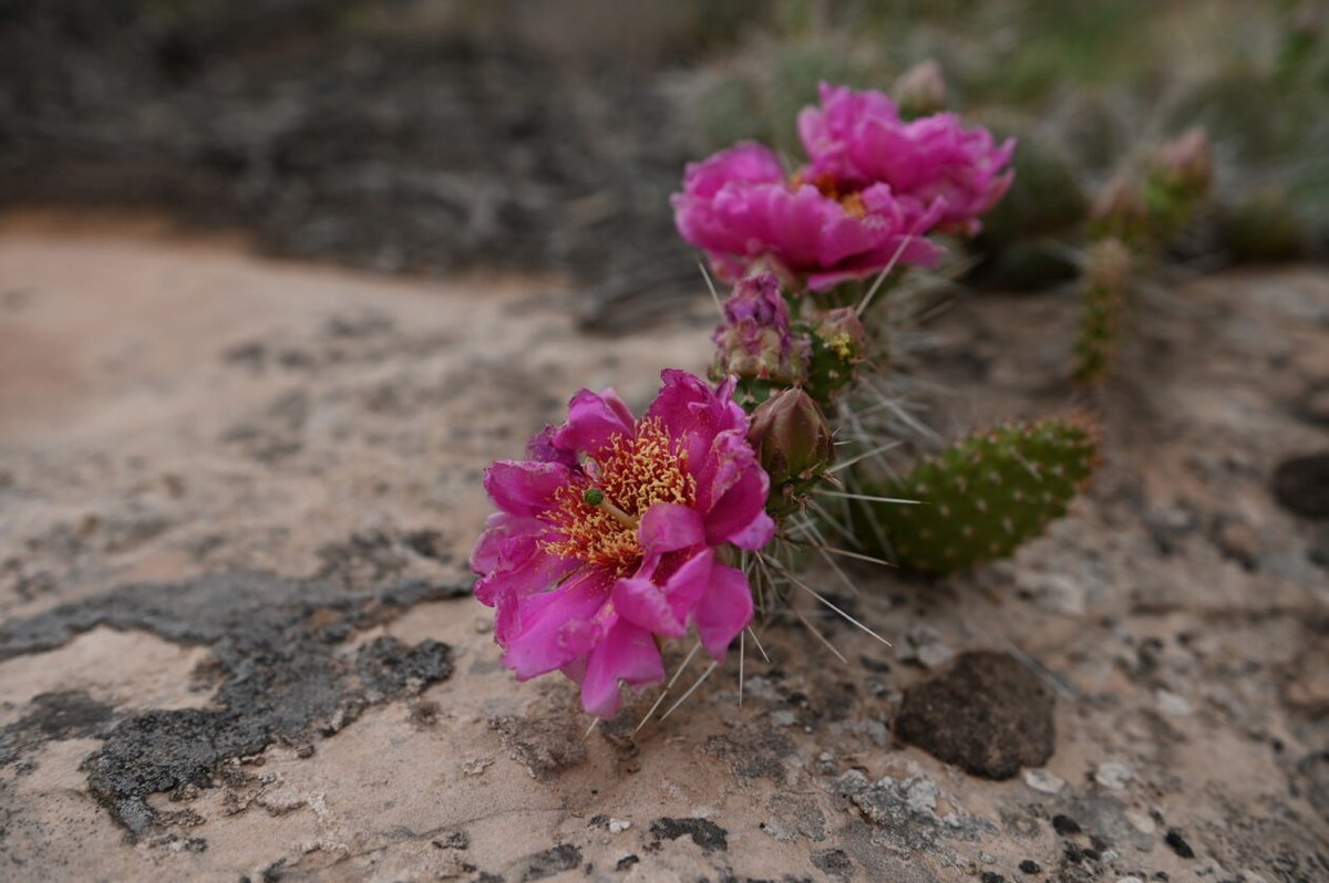 Today is #SpringEquinox, or the first day of spring! 🌺 Here in Canyonlands, cactus blooms herald in the springtime. When we start to see these vibrant magenta and yellow blooms pop up, we know spring has sprung! What's your sign that spring is here?