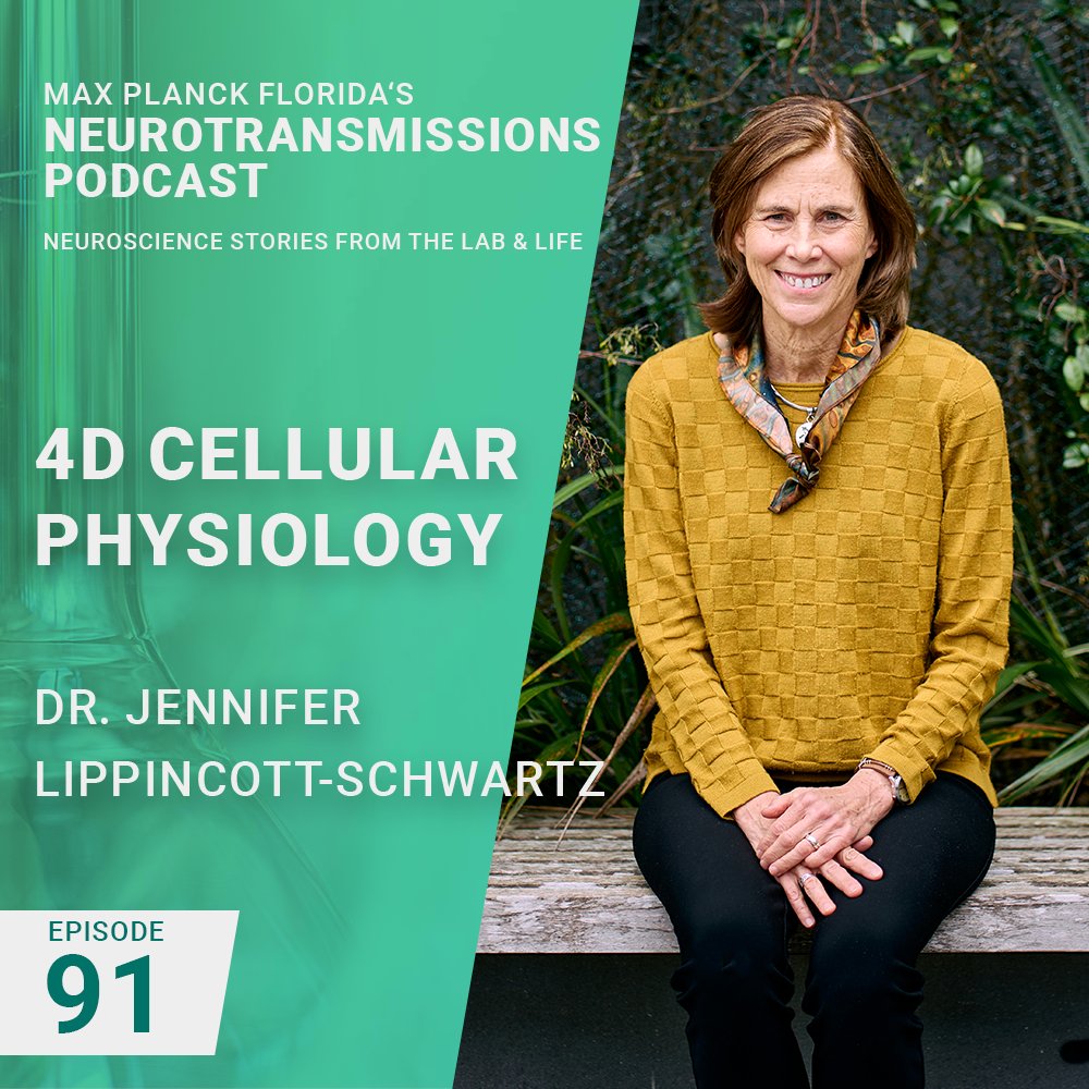 Max Planck Florida Institute for Neuroscience (@mpfneuro) on Twitter photo A new #podcast episode is out! We chat with Dr. Jennifer Lippincott-Schwartz, from <a href="/JLS_Lab/">Lippincott-Schwartz Lab</a> about tech, her career, and developing a molecular understanding of tissue physiology.
Listen on your favorite podcast platform or watch on YT: youtu.be/6bGGnY6j9hQ
#neuroscience A new #podcast episode is out! We chat with Dr. Jennifer Lippincott-Schwartz, from <a href="/JLS_Lab/">Lippincott-Schwartz Lab</a> about tech, her career, and developing a molecular understanding of tissue physiology.
Listen on your favorite podcast platform or watch on YT: youtu.be/6bGGnY6j9hQ
#neuroscience