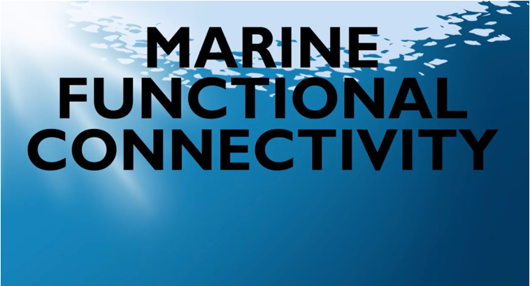 Functional Marine Connectivity cartoon video: why and how to study it? in French youtu.be/uVL163equzI 
in English youtu.be/mrklmquNP1s
in Italian youtu.be/W51NaZqt2to <a href="/ADarnaude/">Audrey Darnaude</a> <a href="/pleuronect/">Ewan Hunter</a> <a href="/hyppocampus75/">fedealpha</a> <a href="/COSTprogramme/">COST</a> <a href="/UNOceanDecade/">UN Ocean Decade</a> <a href="/umrMARBEC/">Marbec</a> <a href="/Unibo/">Università di Bologna</a> @DreuBlanco