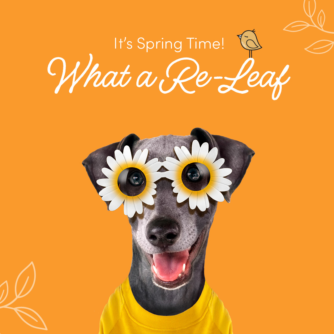 OneNevada's tweet image. Winter can be ruff!  Who is ready for Spring? 💐 🌈 🌷 😎 🌸 ☀️ 
#springequinox #firstdayofspring #byewinter!