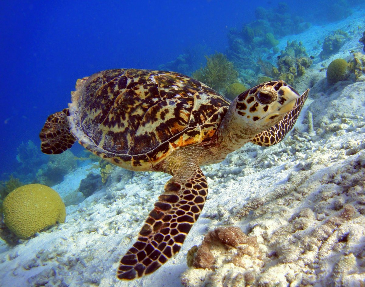 _GCS_'s tweet photo. Thanks to bottom-up #conservation efforts, 5,000+ hectares of land and #coastal areas in #Vanuatu have been #conserved providing important habitat for species like the #Hawksbill Sea #Turtle!
#conservationoptimism #LetNatureThrive Photo: Shutterstock
https://t.co/mhsHLqNrml https://t.co/PuuBTVDZKp