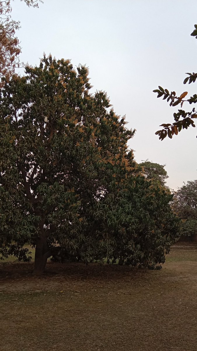zamung mangoes 2024 inshallah 🥭🌱